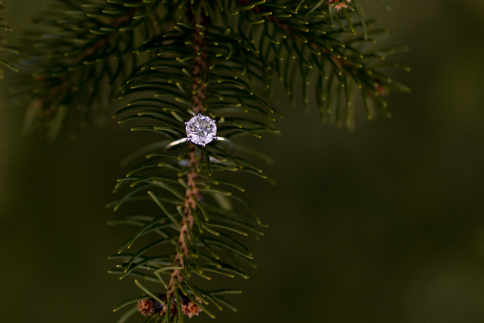 close up of engagement ring on pine tree during winter farm engagement session in Eaton Indiana