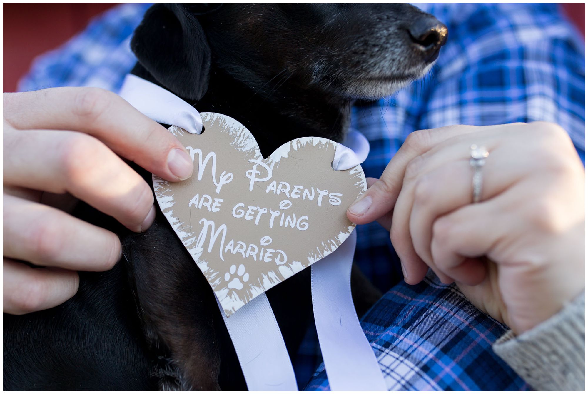 my parents are getting married sign on dog during Kokomo Indiana engagement session