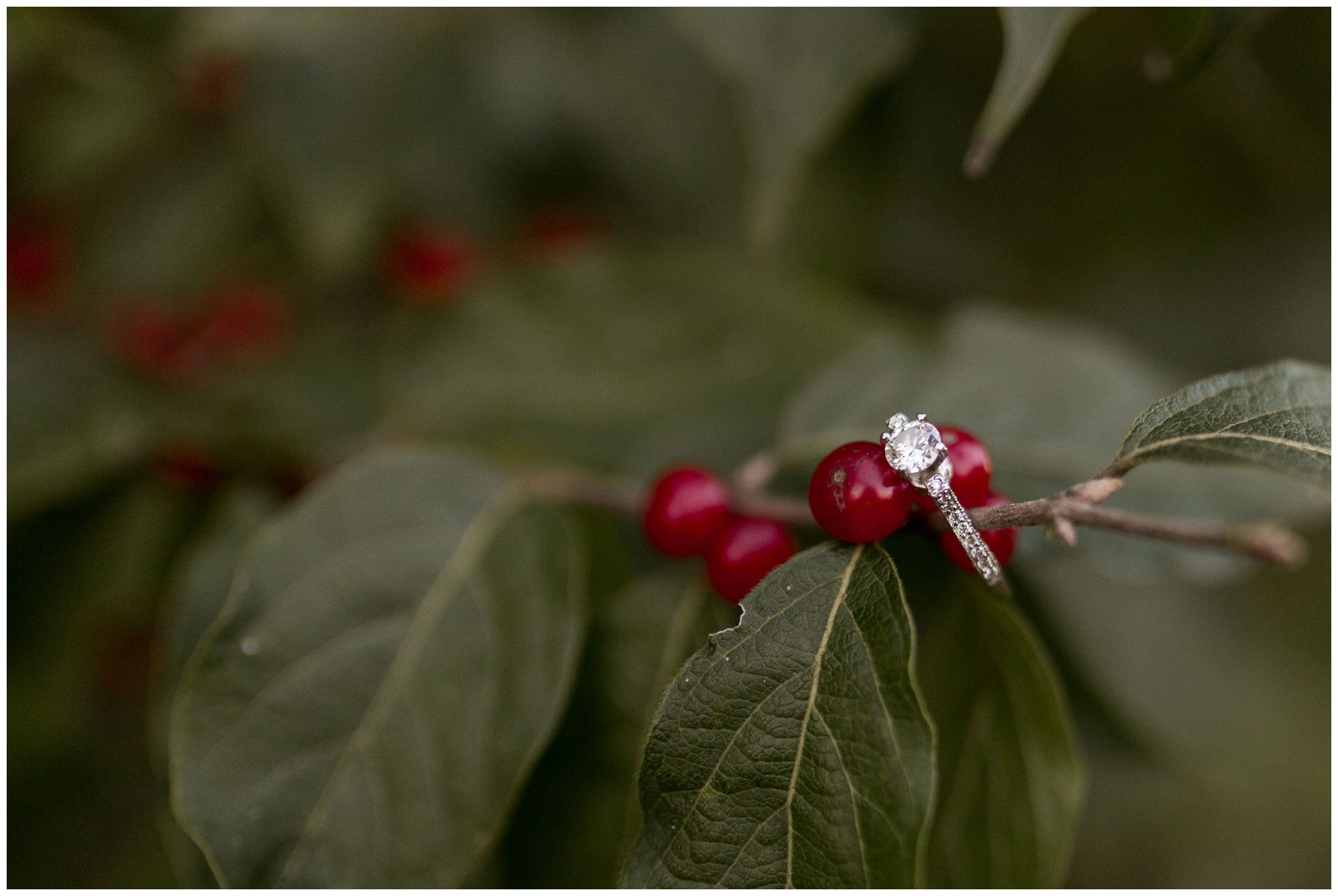 engagement ring with berries in bush at Kokomo Indiana engagement session