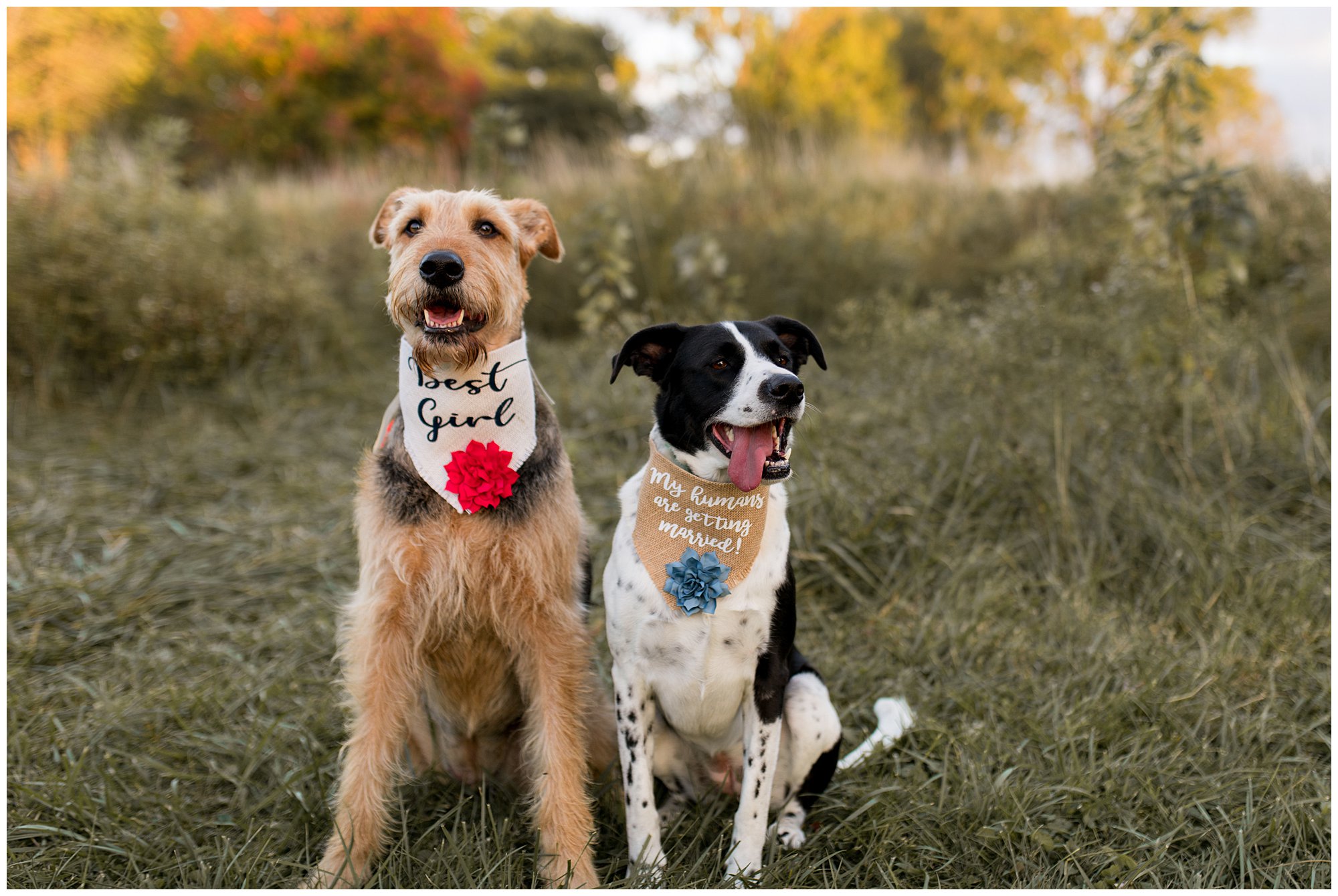 dogs at engagement session at Wildcat Creek Reservoir Park in Kokomo